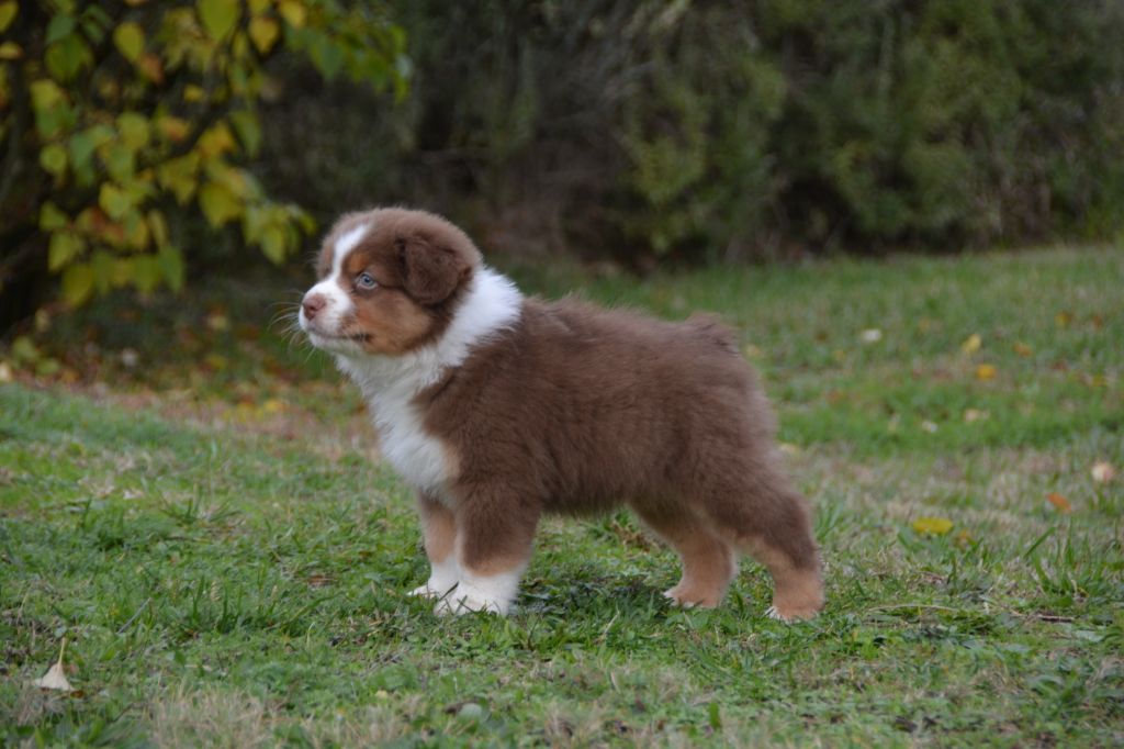 CH. Indian Red Colours Mellow boy