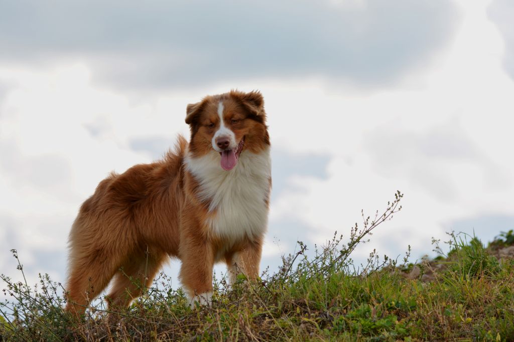 CH. Indian Red Colours Mellow boy