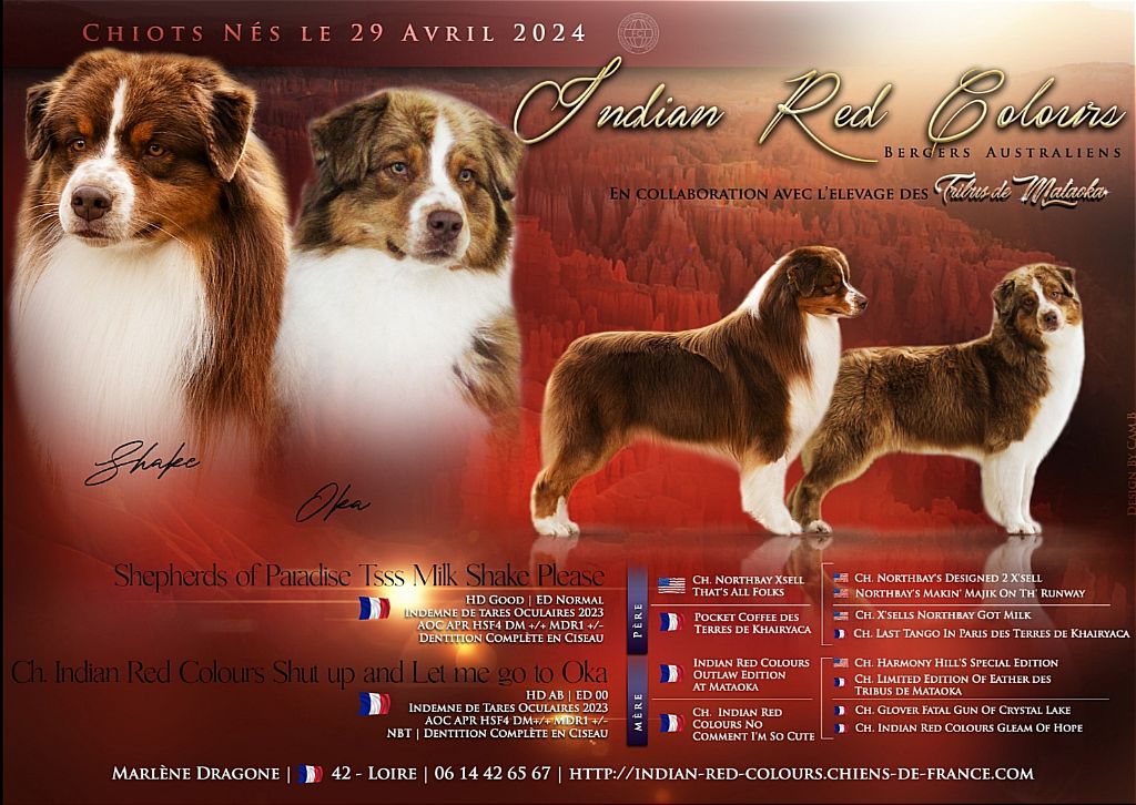 chiot Berger Australien Indian Red Colours