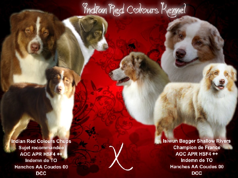 Indian Red Colours - Berger Australien - Portée née le 10/09/2013