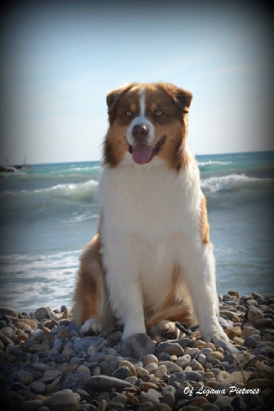 CH. Indian Red Colours Gamble on genko