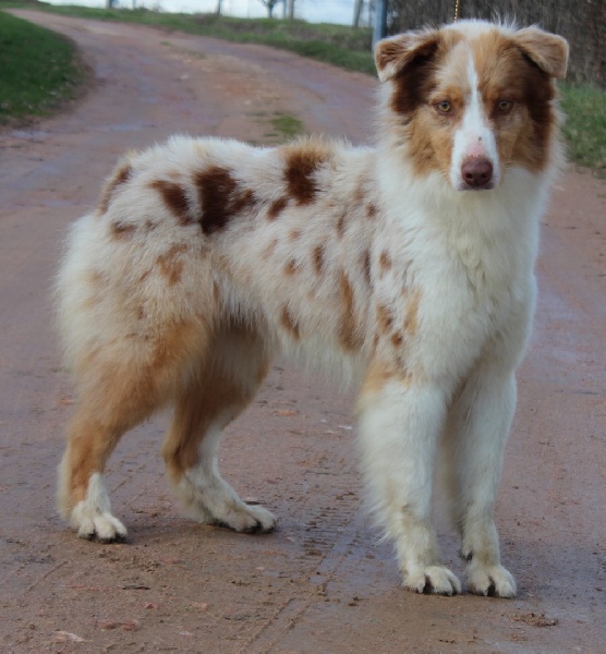 Indian Red Colours Graffiti of happiness