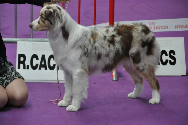 Indian Red Colours In extremis madness