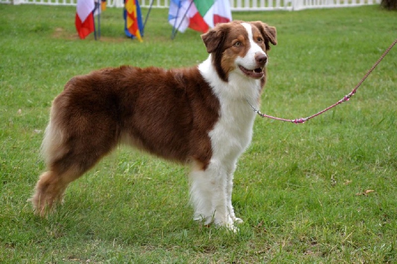 CH. Indian Red Colours Gch gioia di vivere