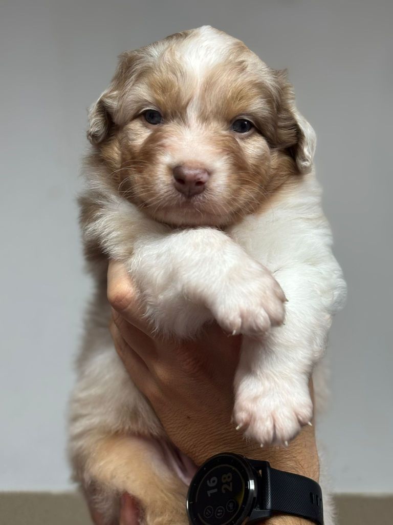 Indian Red Colours - Chiots disponibles - Berger Australien