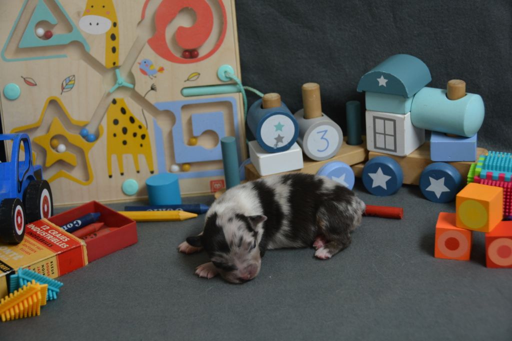 Indian Red Colours - Chiots disponibles - Berger Australien