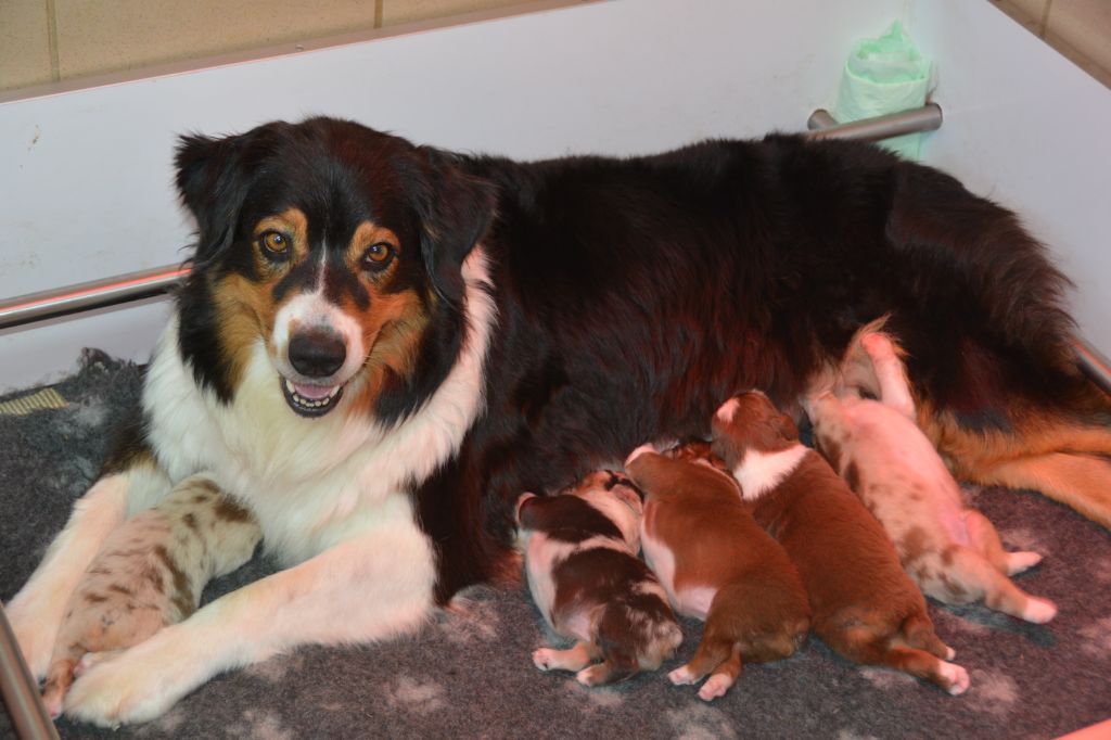 Chiot Berger Australien Indian Red Colours