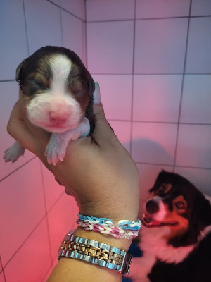 CHIOT