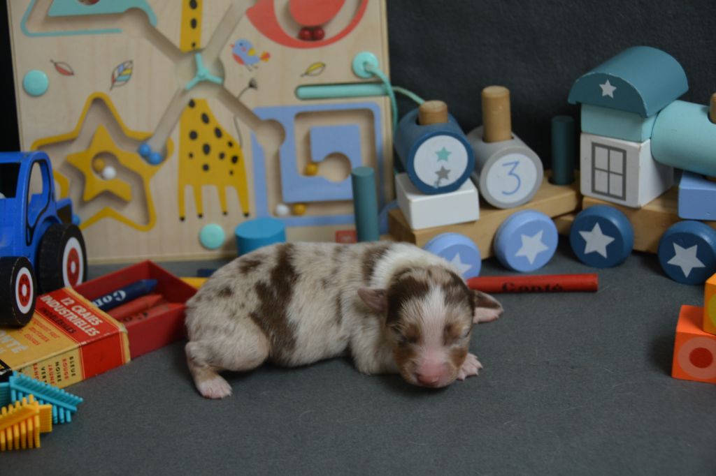 Indian Red Colours - Chiots disponibles - Berger Australien