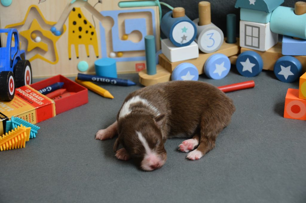 Indian Red Colours - Chiots disponibles - Berger Australien