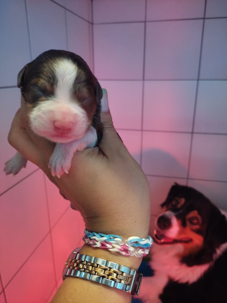 Indian Red Colours - Chiots disponibles - Berger Australien